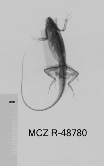 Media type: image;   Herpetology R-48780 Aspect: dorsoventral x-ray